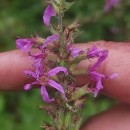 Lythrum salicaria L.Lythrum salicaria L.