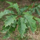 Quercus rubra L.Quercus rubra L.