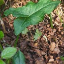 Arum italicum Mill.Arum italicum Mill.