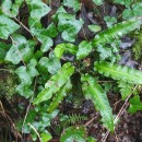 Asplenium scolopendrium L.Asplenium scolopendrium L.