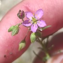 Spergularia rubra (L.) J. & C. PreslSpergularia rubra (L.) J. & C. Presl