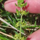 Cruciata glabra (L.) Ehrend. subsp. hirticaulis (Beck) Natali & JeanmCruciata glabra (L.) Ehrend. subsp. hirticaulis (Beck) Natali & Jeanm
