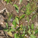 Salix repens L. subsp. repensSalix repens L. subsp. repens