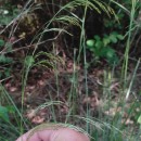 Deschampsia cespitosa (L.) P.Beauv.Deschampsia cespitosa (L.) P.Beauv.