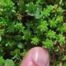 Sedum anglicum Huds.Sedum anglicum Huds.