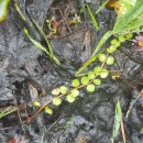 Lysimachia tenella L.Lysimachia tenella L.