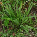 Plantago lanceolata L.Plantago lanceolata L.