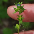 Veronica arvensis L.Veronica arvensis L.