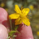 Hypericum perforatum L. subsp. perforatumHypericum perforatum L. subsp. perforatum