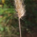 Cynosurus echinatus L.Cynosurus echinatus L.