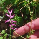 Fumaria muralis Sond. ex W.D.J. KochFumaria muralis Sond. ex W.D.J. Koch