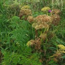 Angelica pachycarpa LangeAngelica pachycarpa Lange