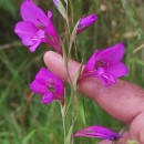 Gladiolus communis L.Gladiolus communis L.