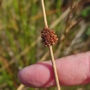 Juncus conglomeratus L.Juncus conglomeratus L.