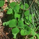 Oxalis purpurea L.Oxalis purpurea L.