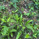 Asplenium scolopendrium L.Asplenium scolopendrium L.
