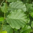 Alnus glutinosa (L.) Gaertn.Alnus glutinosa (L.) Gaertn.