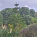 Araucaria heterophylla (Salisb.) FrancoAraucaria heterophylla (Salisb.) Franco