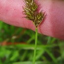 Carex leporina L.Carex leporina L.