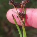 Juncus heterophyllus Léon DufourJuncus heterophyllus Léon Dufour