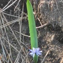 Scilla monophyllos LinkScilla monophyllos Link