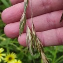 Bromus catharticus VahlBromus catharticus Vahl