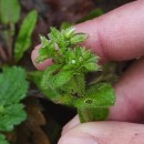 Cerastium glomeratum Thuill.Cerastium glomeratum Thuill.