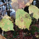 Corylus avellana L.Corylus avellana L.