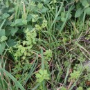 Euphorbia peplus L.Euphorbia peplus L.
