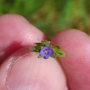 Veronica arvensis L.Veronica arvensis L.