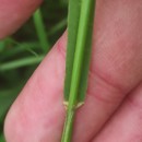 Lolium x boucheanum KunthLolium x boucheanum Kunth