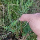 Genista berberidea LangeGenista berberidea Lange