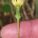 Sonchus oleraceus L.Sonchus oleraceus L.
