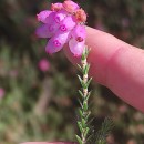 Erica tetralix L.Erica tetralix L.