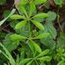 Galium aparine L.Galium aparine L.