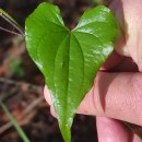 Dioscorea communis (L.) Caddick & WilkinDioscorea communis (L.) Caddick & Wilkin