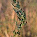 Genista berberidea LangeGenista berberidea Lange