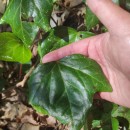 Hedera canariensis Willd.Hedera canariensis Willd.