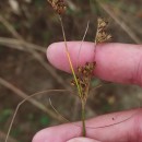 Juncus tenuis Willd.Juncus tenuis Willd.