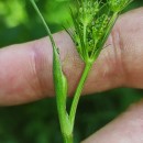 Peucedanum lancifolium LangePeucedanum lancifolium Lange