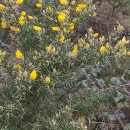 Ulex europaeus L. subsp. latebracteatus (Mariz) Rothm.Ulex europaeus L. subsp. latebracteatus (Mariz) Rothm.