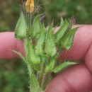 Helminthotheca echioides (L.) HolubHelminthotheca echioides (L.) Holub