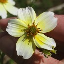 Bidens aurea (Aiton) SherffBidens aurea (Aiton) Sherff