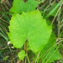 Vitis labrusca L.Vitis labrusca L.