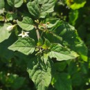 Solanum nigrum L.Solanum nigrum L.