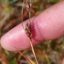 Carex binervis Sm.Carex binervis Sm.