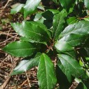 Laurus nobilis L.Laurus nobilis L.