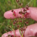 Juncus acutiflorus Ehrh. ex Hoffm.Juncus acutiflorus Ehrh. ex Hoffm.