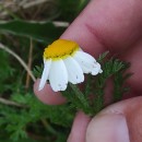 Cladanthus mixtus (L.) Chevall.Cladanthus mixtus (L.) Chevall.