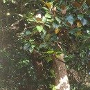 Magnolia grandiflora L.Magnolia grandiflora L.